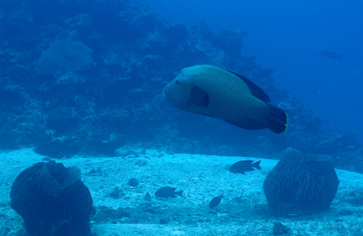 Sipadan_2015_Poisson Napoleon_Cheilinus undulatus_IMG_2266_rc.jpg